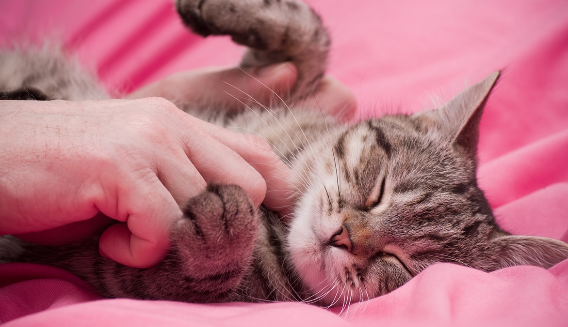 Human hand pets a Scottish straight gray beautiful cat