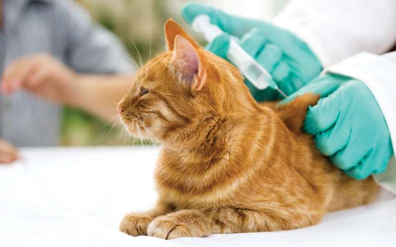 pourquoi faire vacciner son chat